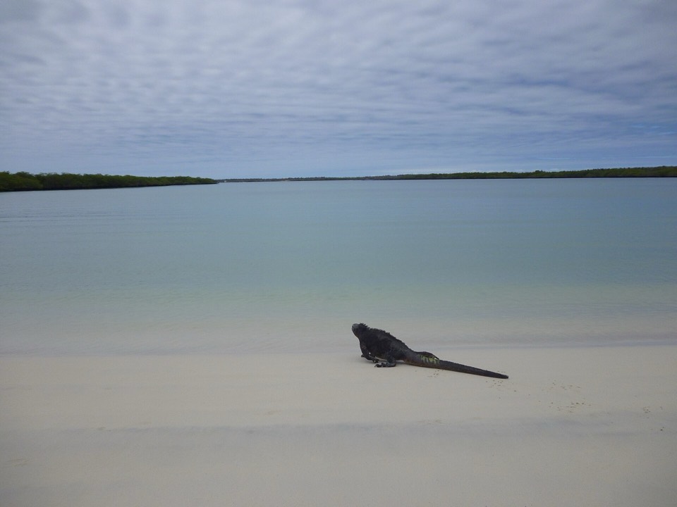 Galápagos